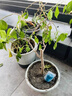 植物再生劑濃縮營(yíng)養液復活液水培花肥料室內盆栽植物營(yíng)養液通用型 單盒(6支108g） 曬單實(shí)拍圖