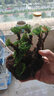 卷柏盆景迷你植物創(chuàng)意盆栽九死還魂草假山綠植吸水石微型盆景花卉 嘉瑰 1窩   3-5棵 帶原生土 不含盆 曬單實拍圖