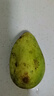 【花皮介意慎拍】新鮮四季芒果當季特產(chǎn)水果半熟果發(fā)貨 帶箱5斤單果100克以上 曬單實(shí)拍圖