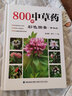 800種中草藥彩色圖鑒(精選版) 中藥材大百科本草綱目彩色圖鑒 中醫(yī)入門(mén)初學(xué)者常見(jiàn)中草藥識(shí)別中醫(yī)養(yǎng)生 曬單實(shí)拍圖