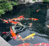 大拇指錦鯉魚(yú)飼料觀(guān)賞魚(yú)食金魚(yú)糧顆粒通用型不渾水高蛋白 大粒（適合35cm以上錦鯉） 2.5KG上浮 曬單實(shí)拍圖