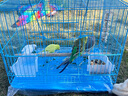 寵樂凱鸚鵡飼料鳥糧新黃谷子帶殼小米虎皮鸚鵡飼料玄鳳牡丹專用鳥食糧食 2.5kg 精選A級(jí)新糧【超值裝】 曬單實(shí)拍圖