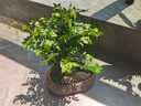 自然空間小葉黑骨茶盆栽室內植物禮品 知足常樂素陶紫檀+小仙鶴 源頭直發(fā) 曬單實拍圖