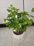 臨雅茉莉花苗盆栽高端濃香型四季開(kāi)花卉室內(nèi)桌面植物源頭直發(fā) 花瓣盆 曬單實(shí)拍圖