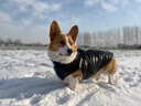 超可耐防風(fēng)防水比熊衣服秋冬加厚狗狗衣服小型犬泰迪博美雪納瑞四腳棉衣 綠色 3XL碼（適合17-22斤） 曬單實(shí)拍圖