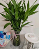 花翁觀音竹水培植物辦公室內(nèi)盆栽花卉源頭直發(fā) 觀音竹+冬瓜玻璃瓶 2套 曬單實(shí)拍圖