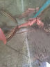 黑魚(yú)苗淡水養殖食用生魚(yú)苗特大好養耐活兇猛冷水觀(guān)賞魚(yú)烏鱧小財魚(yú)苗烏魚(yú)苗批發(fā) 優(yōu)質(zhì)黑魚(yú)苗 5條8-10cm黑魚(yú)苗 曬單實(shí)拍圖