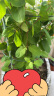 美乐棵通用型营养土100L/袋园艺种植基质土花土肥料花肥绿植通用种植土 实拍图