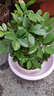 七葉蓮室內(nèi)綠植八方來財盆栽辦公桌面發(fā)財樹客廳花卉好養(yǎng)植物盆景 山水盆【七葉蓮】+木架 整套成品（山石苔蘚，帶盆種好） 曬單實拍圖