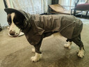 MIKI PAD狗狗雨衣分體式中大型犬全包四腳防水雨披狗衣服寵物沖鋒衣邊牧 雨披+防臟褲【全身防護】 5XL（建議40-50斤） 曬單實(shí)拍圖