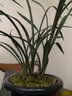 劉閣蘭花蘭花苗老種宋梅冬帶濃香花苞出售室內(nèi)花卉蘭花苗蘭草盆栽 5苗連體裸根 曬單實(shí)拍圖