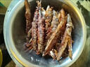 多春魚(yú)新鮮滿(mǎn)籽新鮮多籽魚(yú)帶籽冷凍肉質(zhì)細嫩鮮活毛鱗魚(yú)柳葉魚(yú)海魚(yú) 500g(1斤1包) 家庭下酒菜 超大【12-16厘米】滿(mǎn)籽8斤 曬單實(shí)拍圖
