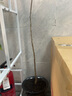 紫藤花樹苗四季開花爬藤綠植物紫藤蘿花卉盆栽陽臺庭院室內(nèi)外圍墻 多花玉藤 3年苗 曬單實拍圖