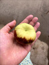 玫梔山西蟠棗 新鮮水果蜜罐冬棗脆甜棗即食盛過(guò)新疆云南中秋節禮盒裝 2.5斤 果王禮盒裝 （單果31-50g） 精選A+精選老樹(shù)果 曬單實(shí)拍圖
