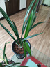 華香園綠植花卉蘭花苗濃香墨蘭【金華山】辦公室內(nèi)盆栽盆景耐陰植物多肉 金華山3苗 不帶花苞 裸根發(fā)貨 曬單實(shí)拍圖