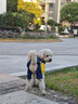 唐寵 小狗狗衣服秋冬款寵物小型犬四腳衣泰迪比熊貴賓約克夏博美雪納瑞狗狗衣服 黃色牛仔小熊 XS (建議1-2斤) 曬單實(shí)拍圖