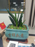 元井四季君子蘭盆栽帶花苞小苗花卉植物室內易活綠植水培好養(yǎng)壯苗開花 【君子蘭】特級12-14片葉品 曬單實拍圖
