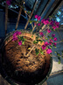 花翁藤本月季盆栽爬藤植物庭院花卉綠植源頭直發(fā) 紅龍50-70cm高 曬單實(shí)拍圖