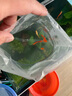 魚(yú)如云血紅大背孔雀魚(yú)美國全紅純種孔雀魚(yú)批發(fā)觀(guān)賞魚(yú)小魚(yú)活體熱帶魚(yú)耐活 血紅緞帶公加緞帶母2對 曬單實(shí)拍圖