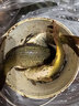 阿盧A08高靈敏鯽魚(yú)漂鯪魚(yú)漂蘆葦浮漂醒目接口短腳長(cháng)尾細硬尾釣魚(yú)浮標 LPA08(蘆葦15目) 1號一支(吃鉛約1.04克) 曬單實(shí)拍圖