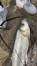 黃金眼大物鰱鳙魚(yú)漂加粗醒目浮標草魚(yú)青魚(yú)鯉魚(yú)浮漂 三代碳素漂T-16（三目加粗尾） 1號一支 曬單實(shí)拍圖