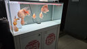 喜瑞sera血鸚鵡羅漢魚飼料紅元寶魚發(fā)財魚飼料地圖魚魚糧增艷增紅魚食 喜瑞 1KG 2mm袋裝 曬單實拍圖