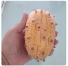 裕農(nóng)叔【JD順豐速發(fā)】火參果水果刺角瓜火星果海參火生果顆時(shí)令生鮮 4枚裝（顆顆嚴(yán)選） 商超級大果250-300g 曬單實(shí)拍圖