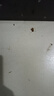 蟲(chóng)小將熱門(mén)商品推薦蟑螂藥特效強力全窩端蟲(chóng)卵雙殺呋蟲(chóng)胺驅蟲(chóng)除蟲(chóng)噴霧劑 曬單實(shí)拍圖