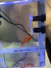 森森 水族温度计养鱼水温计热带鱼测水温仪器鱼缸水族箱测水温仪 WDJ-01 迷你温度计 实拍图