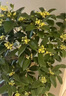 通沭桂花樹(shù)苗庭院別墅盆栽地栽四季常青濃香型/3公分粗1棵源頭直發(fā) 曬單實(shí)拍圖