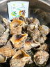 海螺鮮活超大新鮮青島特產(chǎn)海捕海鮮水產(chǎn)貝類(lèi)螺鮮小海螺特大大海螺 大海螺3斤【2～3只每斤】 1500g 曬單實(shí)拍圖