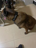 珊野狗狗項(xiàng)圈中大型猛犬專用頸圈可調(diào)節(jié)防脫狗脖圈金毛德牧馬犬狗脖套 L項(xiàng)圈(建議40-70斤) 黑色 項(xiàng)圈 曬單實(shí)拍圖