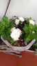 種花迷菊花盆栽植物開(kāi)花大菊花帶花苞乒乓菊長(zhǎng)壽花盆栽植花卉 龍爪菊（ 金雞報(bào)曉（苗5棵） 曬單實(shí)拍圖