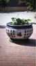 鎏銘石雕聚寶盆青石門海仿古水缸水槽花盆養(yǎng)魚池室內(nèi)戶外庭院陽(yáng)臺(tái)裝飾 聚寶盆直徑40cm高15 曬單實(shí)拍圖