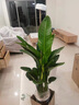 植季天堂鳥(niǎo)盆栽客廳綠植辦公室內大型植物新房家用吸甲醛花卉凈化空氣 8-9株-1.8-1.9米-L154米白聚寶盆 含盆 曬單實(shí)拍圖