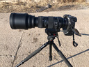 適馬150-600mm F5-6.3 DG OS HSM 60-600二手鏡頭 打鳥荷花 適馬150-600/5-6.3 OS HSM S版 佳能口 曬單實拍圖