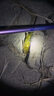 壹條魚(yú)兒鉤尖江湖淡水電子阿波123號 無(wú)鉛自立漂磯釣黑坑青魚(yú)草魚(yú)老崔推薦 阿波1號【風(fēng)浪大/魚(yú)口輕】1個(gè) 曬單實(shí)拍圖