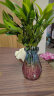 花翁 水培驱蚊竹柏植物室内桌面绿植盆栽花卉10棵+蓝紫钻石瓶  晒单实拍图
