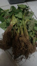 苗充充(20天結果)奶油大草莓秧苗盆栽四季草莓樹(shù)苗南方北方種植當年結果 【奶油草莓四季結果】耐寒抗凍結大果 高產(chǎn)苗【12顆+送盆送肥】爆滿(mǎn)盆 曬單實(shí)拍圖