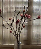 玉蘭花水培水養(yǎng)綠植花卉遇水開(kāi)花樹(shù)苗盆栽帶花苞干枝耐寒鮮切白紫 【新手試種】鮮切紫玉蘭40-50cm2枝+專(zhuān)用營(yíng)養(yǎng) 裸根不帶土 曬單實(shí)拍圖