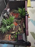 邦可臣黃緣龜飼養(yǎng)箱養(yǎng)烏龜專用生態(tài)缸陸龜半水龜缸造景箱安緣臺緣養(yǎng)殖箱 爬梯洗澡盆*1 曬單實拍圖