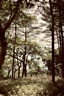 佳能（Canon） rf50 1.2 L USM全畫幅微單相機鏡頭 適用EOS RP R5 R6專微 RF 50mm F1.2 L USM+耐司定制UV 套餐一：基礎(chǔ)入門套裝（耐司UV鏡） 曬單實拍圖