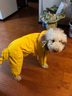 SLPC狗狗雨衣大型犬四腳全包金毛雨衣帶帽子尾罩防水中型寵物雨衣 蛋黃色 9XL（適合約55-65斤） 曬單實拍圖