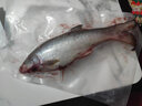 前岔大鲅魚特大黃金鲅魚禮盒裝新鮮馬鮫魚整條海鮮水產(chǎn)春節(jié)送禮年貨禮 大鲅魚12斤-14斤【一條 禮盒裝】 曬單實(shí)拍圖