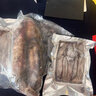 魚姐海成 青島海兔子滿籽筆管魚新鮮全籽籽烏鮮活冷凍海鮮水產(chǎn)1kg袋裝 曬單實(shí)拍圖