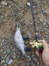SHIMANO 禧瑪諾紡車輪CALCUTTA CONQUEST 鼓輪CQ101泛用遠投小金輪 21款CQ100HG-7.4速比 左手型 曬單實拍圖