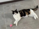 卜尼巧克力膏麥盧卡蜂蜜寵物增強(qiáng)免疫力狗狗貓咪營養(yǎng)補(bǔ)充 【買2發(fā)3 】巧克力膏1支 曬單實(shí)拍圖