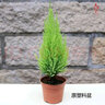 盆栽香松圣誕小松樹(shù)皮球松常青植物 香松不含盆35厘米 默認分類(lèi) 曬單實(shí)拍圖