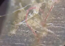 奧斯微（AOSVI） 電子顯微鏡 帶屏顯示工業(yè)電子pcb板檢測放大線(xiàn)路主板維修顯微鏡 AO-HD208C測量/拍照（不配屏) 曬單實(shí)拍圖