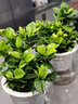 錦楓梔子花盆栽花卉植物室內帶花苞陽(yáng)臺水培綠植大樹(shù)苗四季好養 2盆90#梔子花帶花苞雛菊吸水 帶盆栽好 曬單實(shí)拍圖
